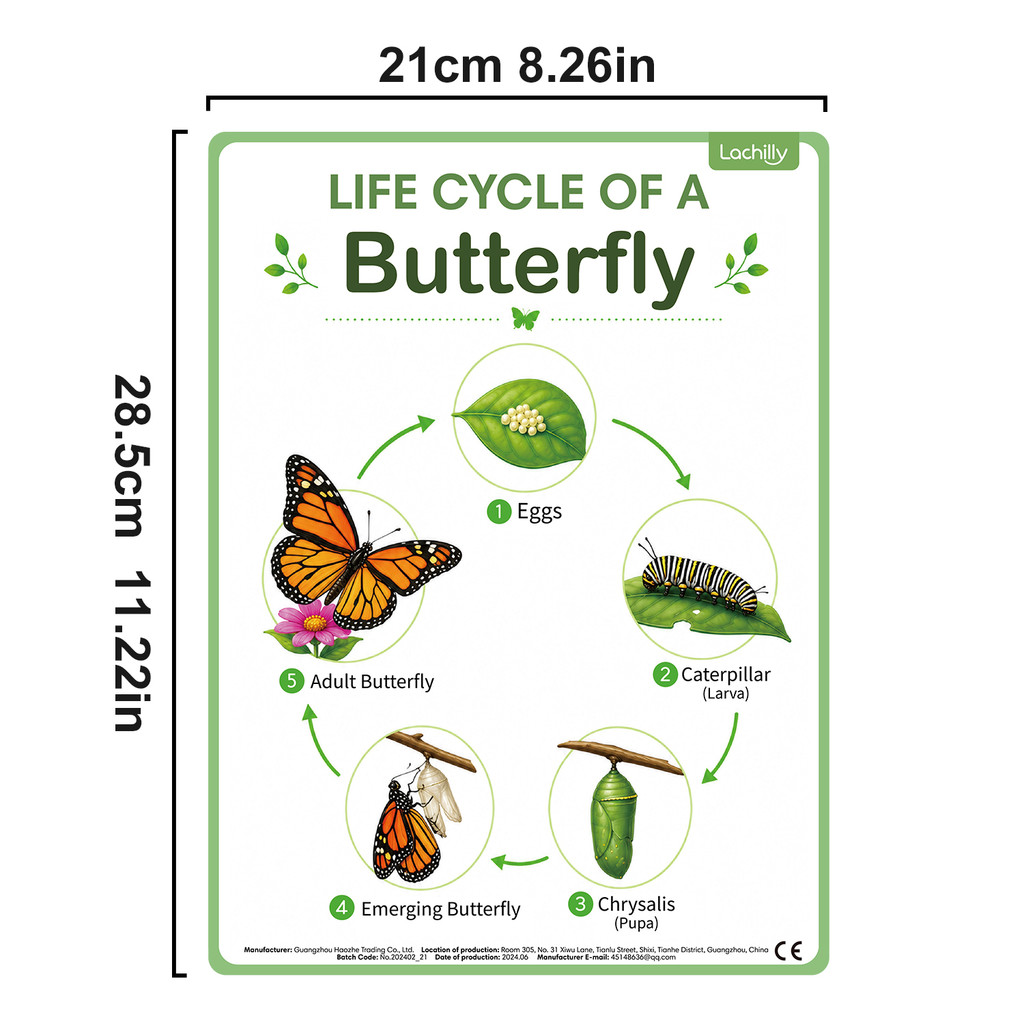 8Pcs Nature Life Cycle Educati - Kids Nature Education ulasan dan harga