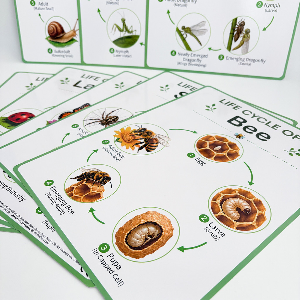 8Pcs Nature Life Cycle Educati - Kids Nature Education ulasan dan harga