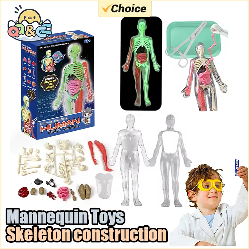 Human Skeleton Organ Anatomy B - Kids Nature Education ulasan dan harga