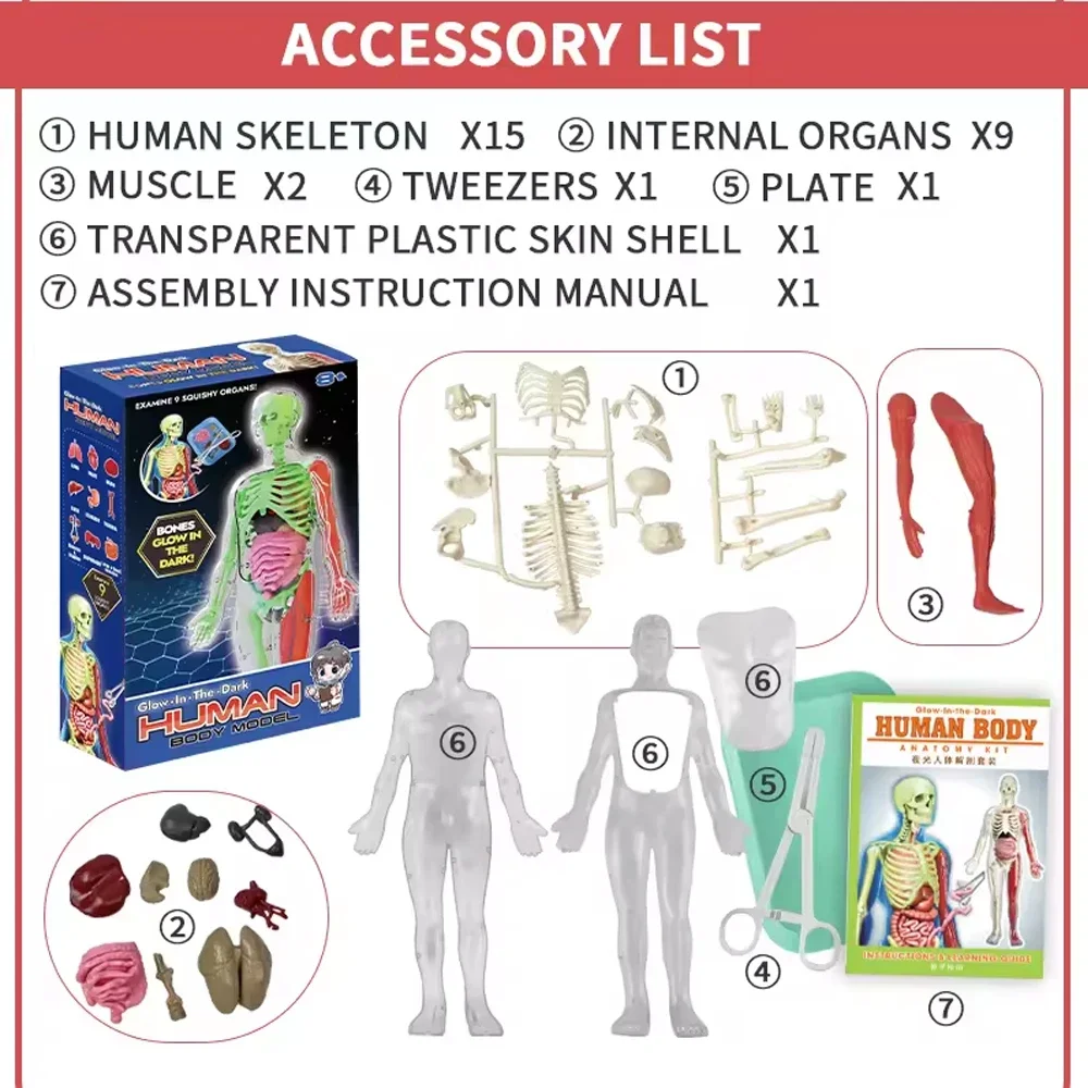 Human Skeleton Organ Anatomy B - Kids Nature Education ulasan dan harga